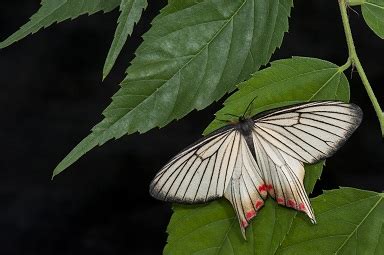 飛蛾產卵|〈11〉從生活中認識飛蛾─電影動漫篇 (一) – 社團法人。